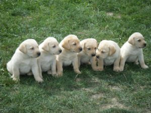 Chiot labrador a donner – Chien bonheur