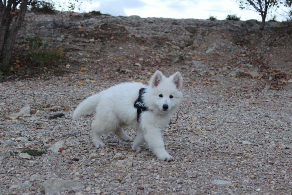 comment vendre un chien non lof sur le bon coin