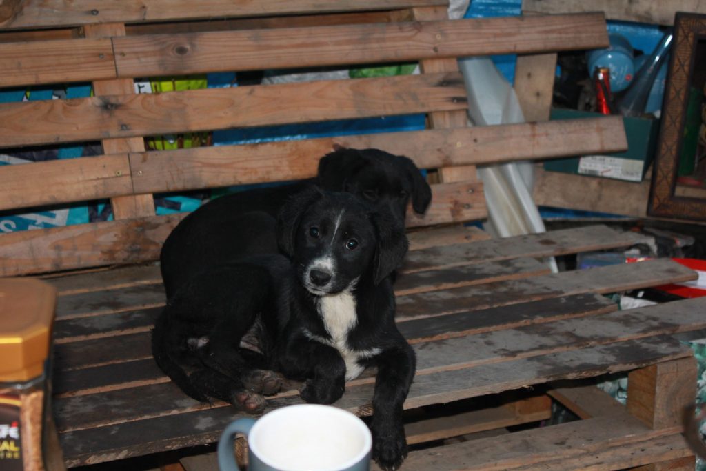 petit chien a donner gratuit le bon coin près de toulon