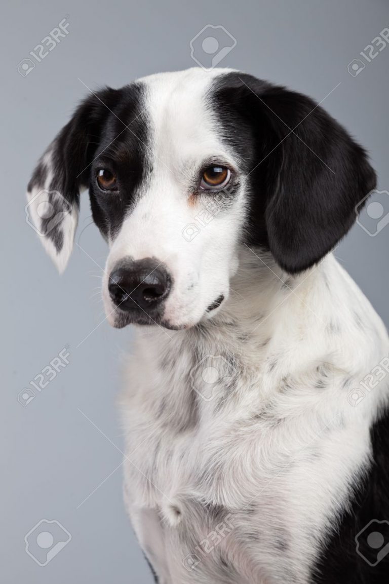 race de chien petit noir et blanc