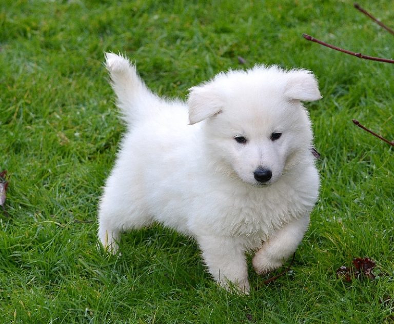 Petit chien blanc race – Chien bonheur